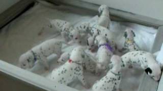 Dalmatian Puppies Eleven of Them 90 shy of 101 Dalmatians [upl. by Yvonner]