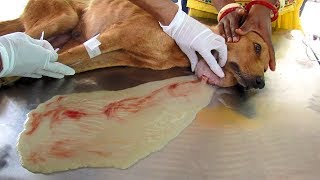 Huge abscess drained to save mother dog [upl. by Anderea]