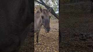 WILDPFERDE🐎 BEIM SPAZIERGANG Im Nationalpark entdeckt 🐴 [upl. by Cohberg]