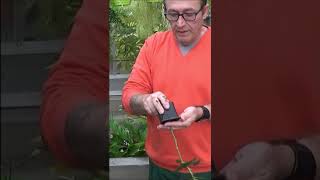 Conseils jardinage Comment réussir sa bouture de rosier shortsyoutube [upl. by Akayas]