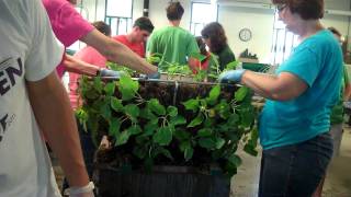 Assembling Longwoods Poinsettia Baskets [upl. by Sewellyn181]