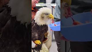 This man bravely rescued a bald eagle from the water eagle birds short [upl. by Ailam]