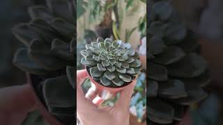 Succulent vega Graptopetalum bellum succulent houseplants [upl. by Eirot575]