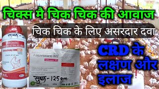 CRD Treatment  CRD disease in poultry medicine for CRD  chik chik sound in chicks चिक चिक आवाज़ [upl. by Urial]