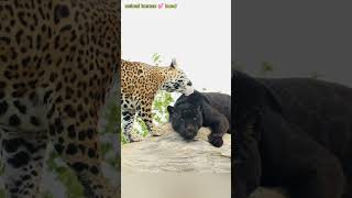 अगर इस beautiful jaguar couple 🐆 की love story capture नही hoti तो इसे koi nahi जानता😍🥹 [upl. by Youngran]