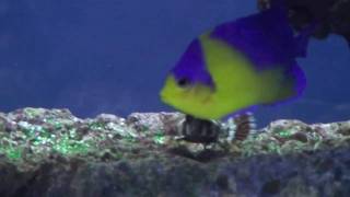 Marine Angelfish Tank 2010 [upl. by Razid]