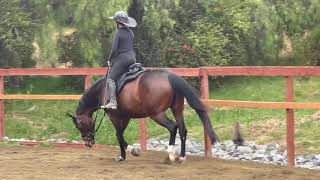 New Saddle for Q The Omeo Australian Stock Saddle [upl. by Stedman648]