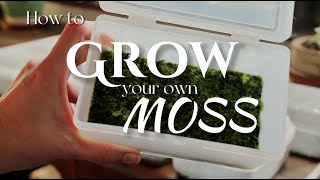 How to find amp grow your own moss [upl. by Oech]