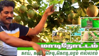 🌱🥦 மாடிதோட்டம் வைக்கும்முன் ஒரு நிமிஷம்  போட்டா இப்படி ஒரு தோட்டம் போடனும்யா Terrace garden tamil [upl. by Enilhtak]