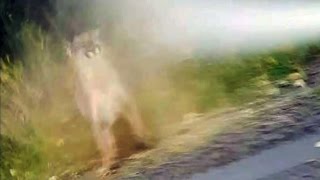 Caught on cam Jogger stops cougar attack with bear spray [upl. by Yvonner]