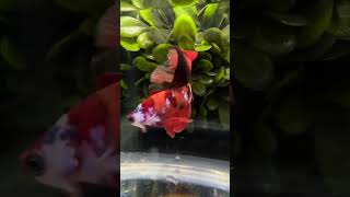 very beautiful fish fish bettafish fishingvideo [upl. by Arlinda210]