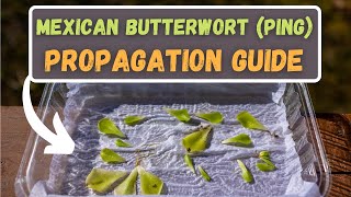 How To Easily Propagate Pinguicula Leaf Pullings  Mexican Butterwort Propagation Simple Method [upl. by Swigart]