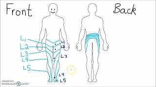 Anatomy  Dermatomes of the Lower Extremity [upl. by Hannis861]