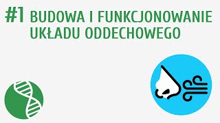 Budowa i funkcjonowanie układu oddechowego 1  Oddychanie i wydalanie [upl. by Hannaj898]