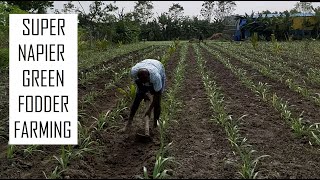 Super Napier grass after 30 days of planting for Dairy Farming  High yielding green fodder grass [upl. by Cariotta86]