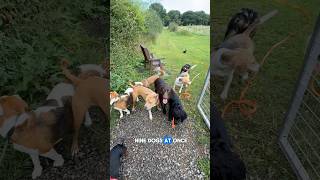 How to walk multiple Dogs off Lead dogs dogwalker doglover dogshorts dogwalk [upl. by Robinson846]