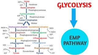 Glycolysis  Embden Myerehof Parnas pathway [upl. by Oberg978]