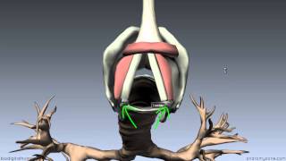 Larynx  Ligaments Membranes Vocal Cords  3D Anatomy Tutorial [upl. by Alithea]