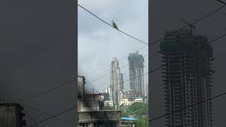 Parrot and the city Just a little birdie spreading cuteness birdslover [upl. by Hanahsuar]