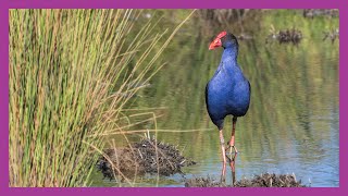 Purple Swamphen Feeding in Wetlands [upl. by Chud]