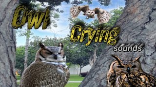 Owl crying  Owl sounds  Owl crying sounds  Owl nature baby [upl. by Bekha]