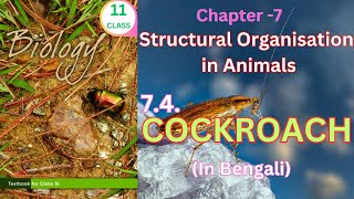 Class 11 Cockroachtheory from ncertbiology for neet nurshing Harunbiozone [upl. by Eimyaj]