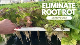 How We Deal with Root Rot [upl. by Arela]