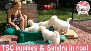 Coton de Tulear  TSC puppies amp Sandra in pool [upl. by Naenaj]