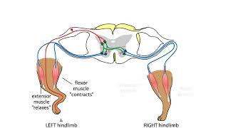 How Spinal Cord Sensory Works Animation [upl. by Mccreery]