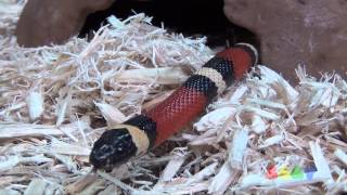 푸에블란 밀크 스네이크  Pueblan Milk Snake [upl. by Ora139]