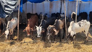 deoni colourfull bulls in alkapur  bade janwar in Hyderabad alkapur  Ongole bulls  khillari bull [upl. by Notsnarc332]