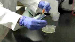 Bacterial Spread Sterile Spreader Method [upl. by Lundberg836]