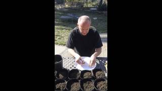 How To Plant Iris Seeds [upl. by Aisitel]