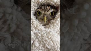 Angry owl burrito 😡🦉 owl burrowingowl cutebird funnyanimalvideos owllovers [upl. by Lattimer786]