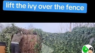 mega fast ivy removal off the fence [upl. by Fullerton]