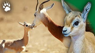 Les Aventures dun ADORABLE Bébé Gazelle en Afrique 🥺💞  Documentaire Animalier HD  AMP [upl. by Eednahs]