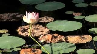 Lotus flower in bloom in India [upl. by Nolte818]