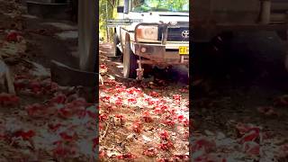 🦀 Crab Plow Truck Navigates Millions of Red Crabs On Christmas Island [upl. by Isus]