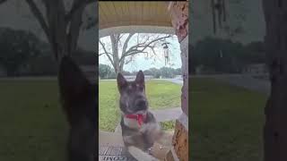 dogs ringing doorbells 🐕‍🦺dogs doglover germanshepherd cutepets funnydogs doorbell [upl. by Lleinad]