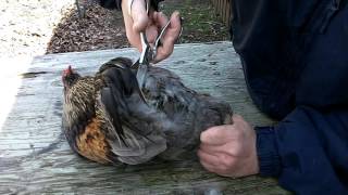 How to Improve Fertility Tail Feather Clipping True Rumpless Araucana Rooster Chicken Egg [upl. by Dallman561]