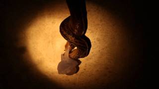 Leopard Slugs Mating HD [upl. by Joaquin]