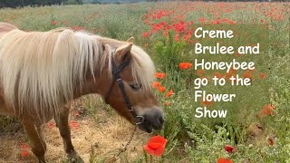 Creme Brulee and Honeybee go to the Flower Show TV episode 446 [upl. by Navek20]