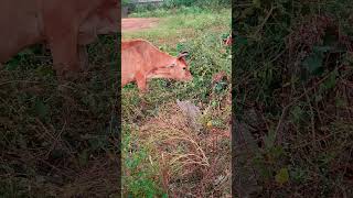 Cow  Hindus praying animal  Rajtanvistories [upl. by Paris]