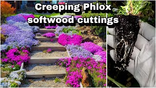 Propagating CREEPING PLOX wsoftwood cuttings  Get unlimited FREE Plants 👍🪴 [upl. by Anaitsirhc]