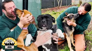 I cant comprehend how these amazing dogs were stuck in the shelter for so long  The Asher House [upl. by Botzow]