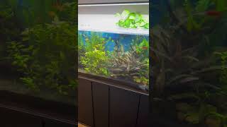 A 55G PLANTED BARB COMMUNITY TANK [upl. by Nimsay]