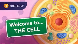 A Tour of the Cell Crash Course Biology 23 [upl. by Ariadne]