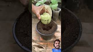 Farming kaise karte hain mango fruiting gardening plants fruit farming shortsvideo shorts [upl. by Babette]