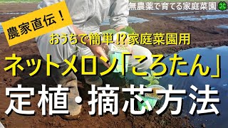 メロン栽培🍈最初が肝心！植え付けと親づる摘芯の仕方【ころたん】必ずやるべきこととは？【有機農家直伝！無農薬で育てる家庭菜園】 22531 [upl. by Gal721]