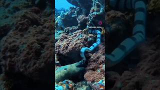 Sea snake VS Moray eel Fight 😱 shorts factsintamil seasnake morayeel fight [upl. by Auqcinahs274]